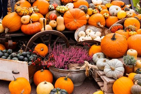 Ingathering.Pumpkins are lying on the table.Lots of pumpkins on market.Hall.. Stock Photos