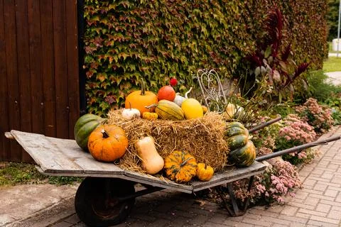Ingathering.Pumpkins are lying on the table.Lots of pumpkins on market.Hall.. Stock Photos