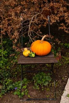 Ingathering.Pumpkins are lying on the table.Lots of pumpkins on market.Hall.. Stock Photos