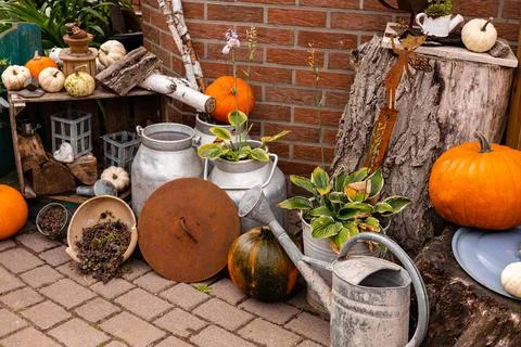 Ingathering.Pumpkins are lying on the table.Lots of pumpkins on market.Hall.. Stock Photos
