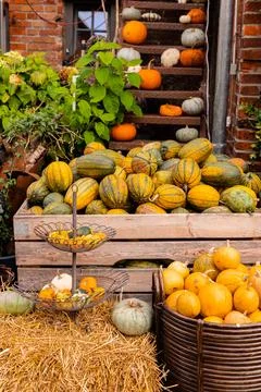Ingathering.Pumpkins are lying on the table.Lots of pumpkins on market.Hall.. Stock-Fotos