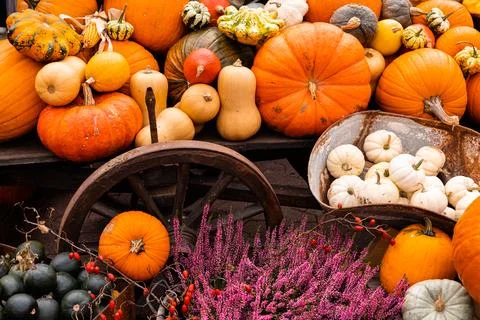 Ingathering.Pumpkins are lying on the table.Lots of pumpkins on market.Hall.. Stock Photos