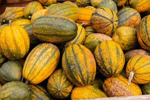 Ingathering.Pumpkins are lying on the table.Lots of pumpkins on market.Hall.. Stock Photos
