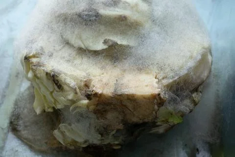 The inglorious end: the mold won the freshness Stock Photos