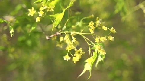 Ingot maple blossoms in spring, tender leaves and green leaves sway with the win Video stock 239857863