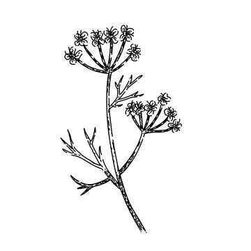 Ingredient cumin sketch hand drawn vector Illustrazione stock