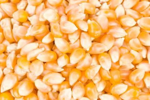 Ingredient of pop corn Fotos Stock