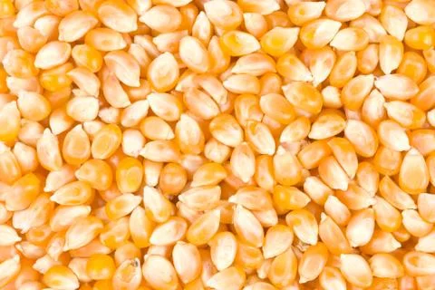 Ingredient of pop corn Fotos Stock