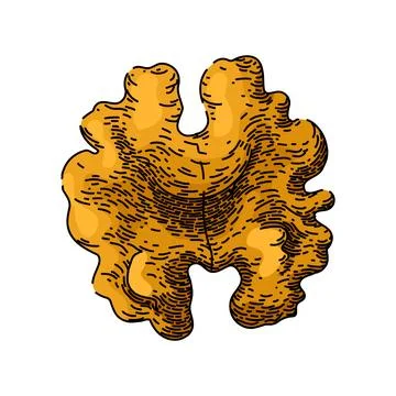 Ingredient walnut sketch hand drawn vector Stock Illustration