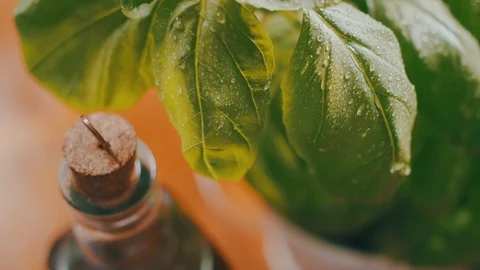 Ingredients for preparing a pizza - Basil Leaves and olive. Video stock 104288897