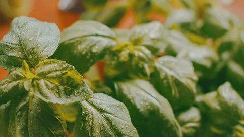 Ingredients for preparing a pizza - Basil Leaves. Italian food, meal, lunch. Stock-Footage 104288933