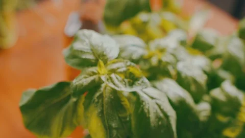 Ingredients for preparing a pizza - Basil Leaves. Italian food, meal, lunch. Video stock 104288975