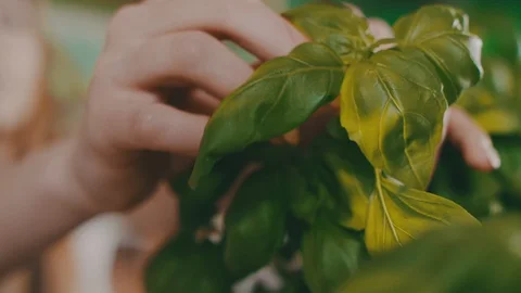 Ingredients for preparing a pizza -  Basil leaves in girl hands. Video stock 104293369
