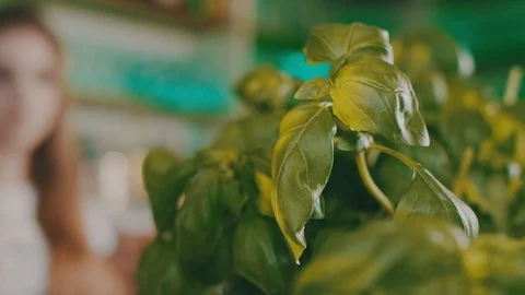 Ingredients for preparing a pizza -  Basil leaves in girl hands. Stock-Footage 104293386