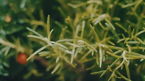 Ingredients for preparing a pizza - Juniper and mint leaves. Video stock 104289946