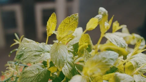 Ingredients for preparing a pizza - Mint Leaves. Stock-Footage 104290165