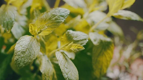 Ingredients for preparing a pizza - Mint Leaves. Video stock 104294338