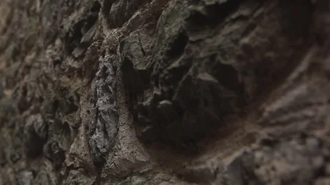 Ingushetia, ancient city Eghikal Stock Footage 81267992