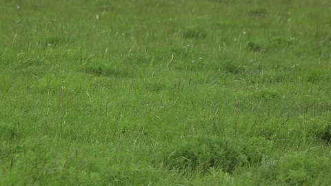 Ingushetia, ancient settlement Tagrim Stock Footage 81207704