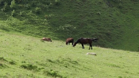 Ingushetia Mountains 스톡 동영상 81064685