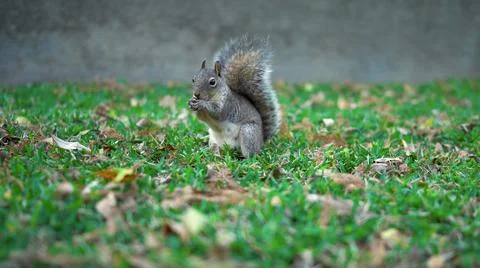Inhabitant of the forest, squirrel. Stock Photos