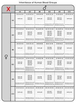 Inheritance of Human Blood Groups Table chart Infographic Diagram for science Stock Illustration