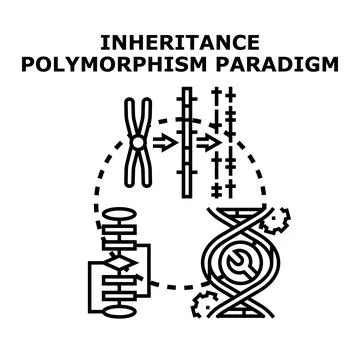 Inheritance polymorphism paradigm explaining genetic and abstract principles Illustrazione stock