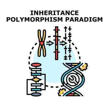 Inheritance polymorphism paradigm explaining genetic and abstract principles Illustration