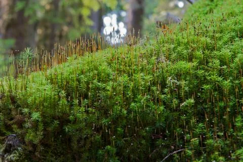 Ini forest of moss Stock Photos