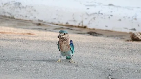 Inidan roller flipping insect Stock-Footage 244092383