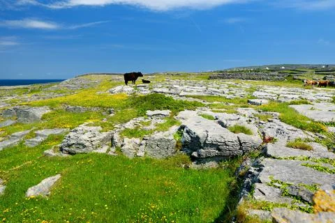 Inishmore or Inis Mor, the largest of the Aran Islands in Galway Bay, Ireland 스톡 사진