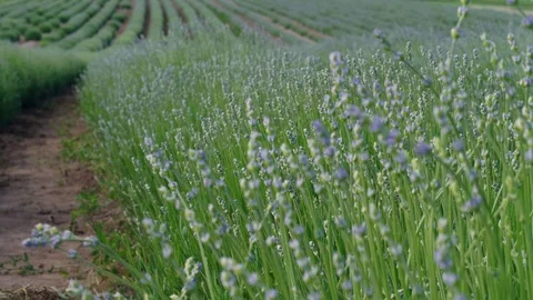 Initial blossom of growing lavender on field, agriculture Stock Footage 109507178