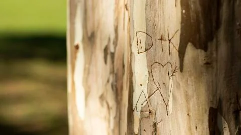Initial lovers written in a tree trunk. Stock Photos
