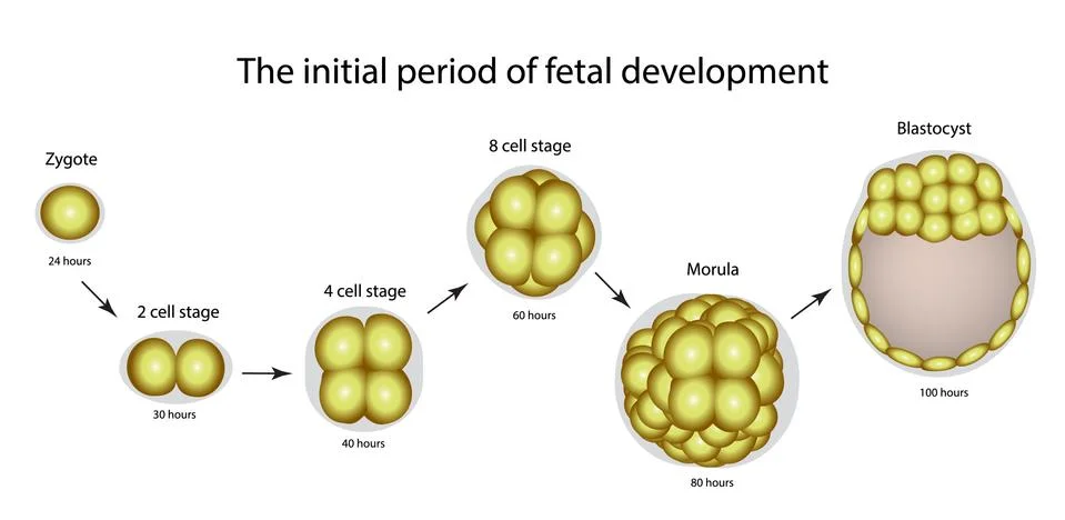 The initial period of fetal development. The structure of the zygote, blastocyst Stock Illustration