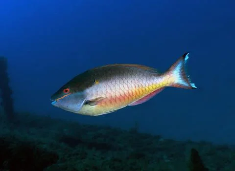 Initial Phase Stoplight Parrotfish Swimming over a Deep Reef Ledge, Jupiter Stock Photos