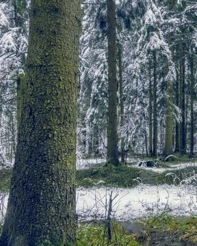 Initial snowfall accentuates towering trees and serene woodland backdrop for Stock Photos