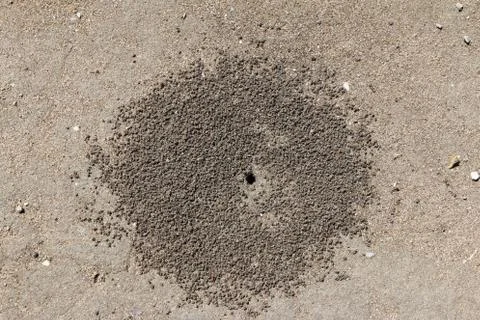 Initial stage of an ant nest establishment on the spring dirt road Stock Photos