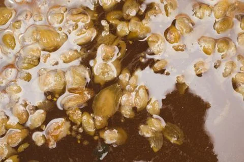 The initial stage of fermentation of craft beer with petals of hop on the sur Stock Photos