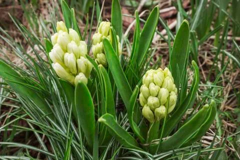 Initial stage of flowering hyacinths in spring garden in april 写真素材