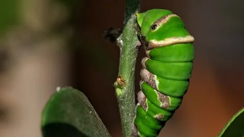 The initial stage of a lime butterfly caterpillar turning into a chrysalis... Stock Footage 344092958