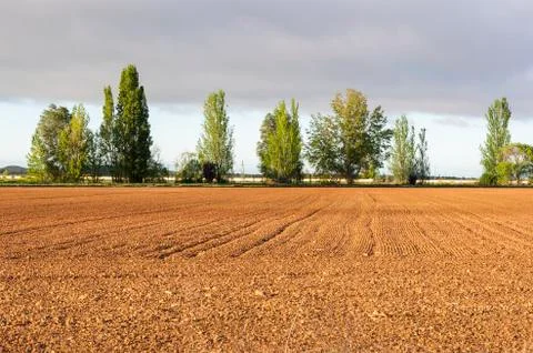 Initial stages of cornfields in the plain of the River Esla Stock Photos