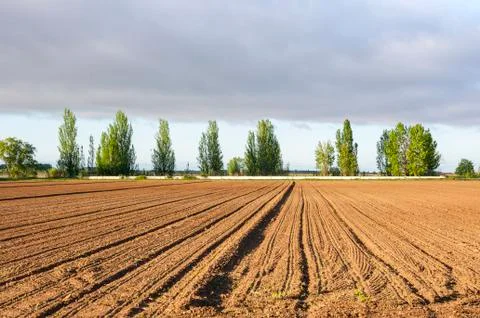 Initial stages of cornfields in the plain of the River Esla Stock Photos
