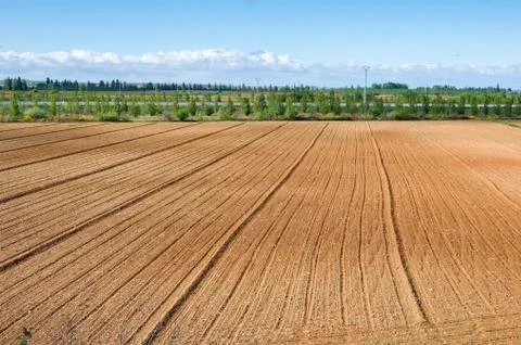 Initial stages of cornfields in the plain of the River Esla Stock Photos