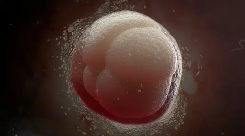 Initial state of embryo in pregnancy. Cell dividing. Vidéo 44334704