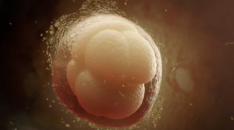 Initial state of embryo in pregnancy. Cell dividing. Vidéo 44337603