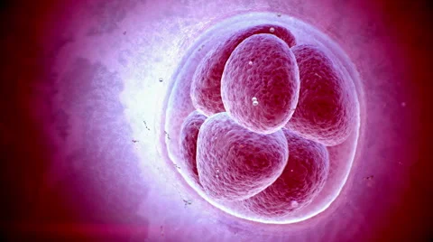 Initial state of embryo in pregnancy. Cell dividing purple Colored Vidéo 61105479