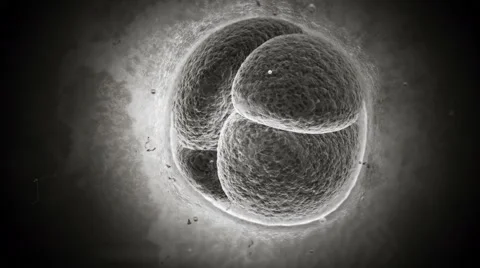Initial state of embryo in pregnancy. Cell dividing. Vidéo 61142429
