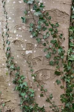 Initials carved in bark of tree Stock Photos