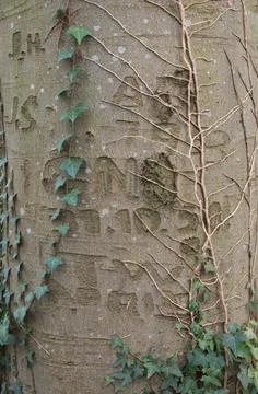 Initials carved bark of tree Stock Photos