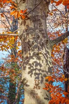 Initials Carved in Tree Stock Photos